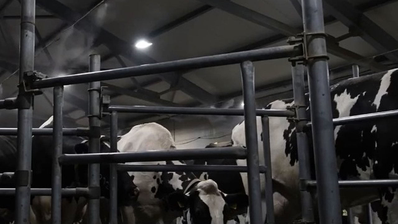 Главная картинка новости: Как в жару спасают коров: Собинское хозяйство раскрыло секрет