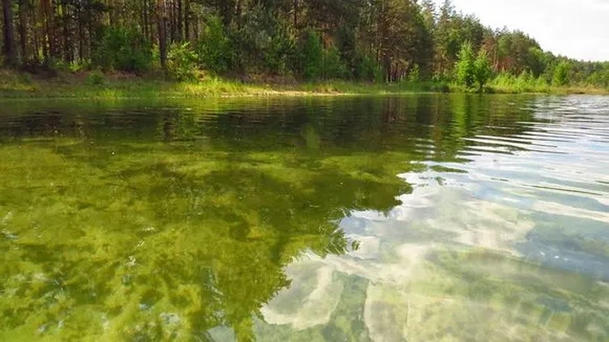 Во Владимирской области определили самое чистое озеро