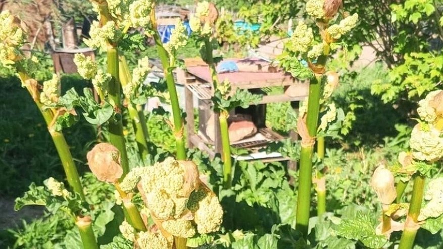 Главная картинка новости: Этот овощ опасен для здоровья: в Европе его больше не едят