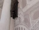 В одной из квартир Владимира поселилась летучая мышь
