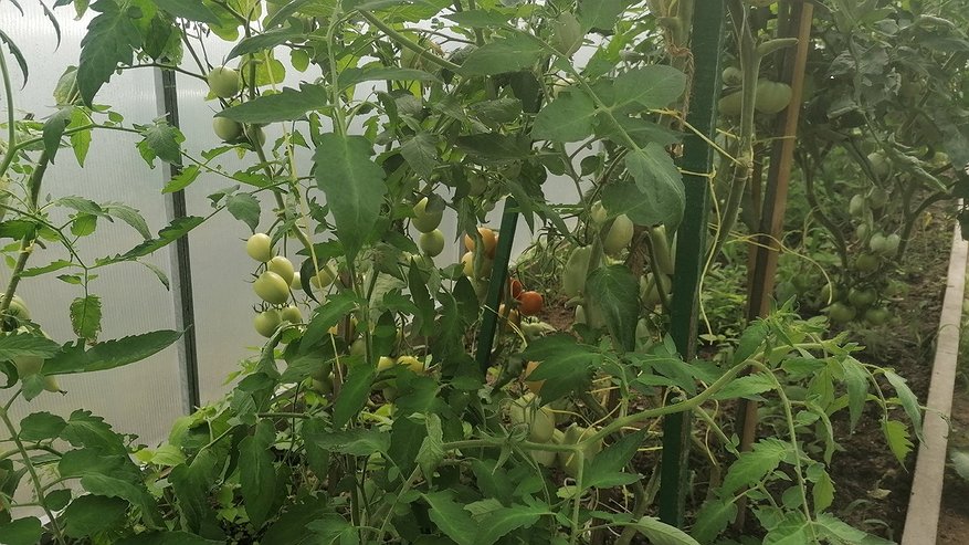 Главная картинка новости: Осенью сожгите ботву томатов и радуйтесь результату: вот зачем это нужно