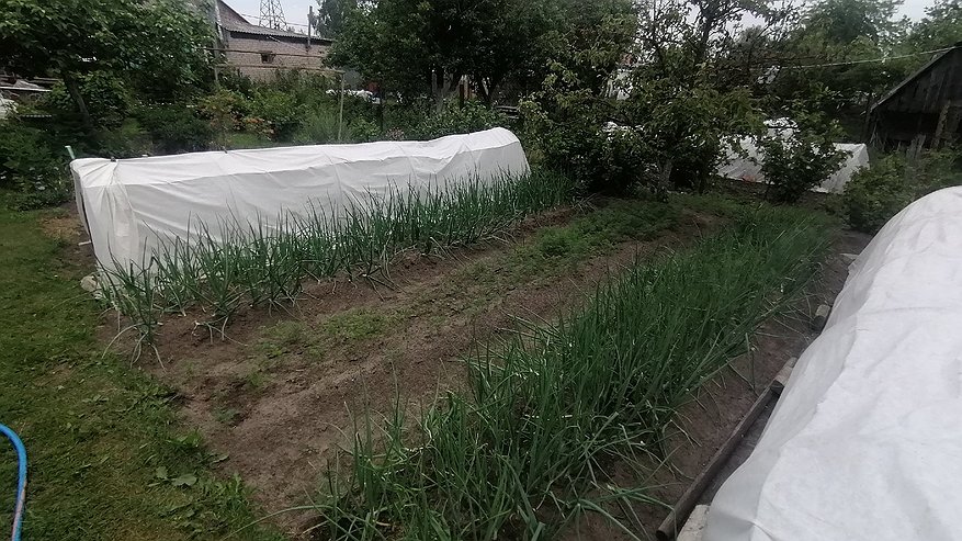 Главная картинка новости: Раскидайте эти семена после сбора урожая лука и чеснока — результат шикарный: никаких патогенов и сорняков не остаётся, а земля — просто пух