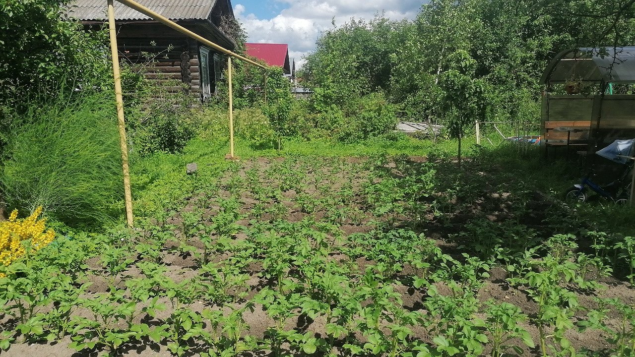 Главная картинка новости: Насекомые и болезни исчезнут с участка в считаные минуты: обработайте растения этими средствами и не переживайте за урожайность