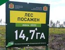 Молодой лесной фонд Владимирской области проверили на приживаемость