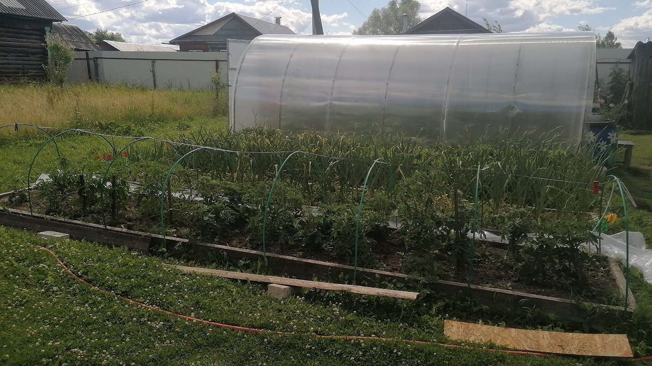 Главная картинка новости: Посыпьте участок этим: защитите растения от болезней, муравьев и грызунов - универсальное средство