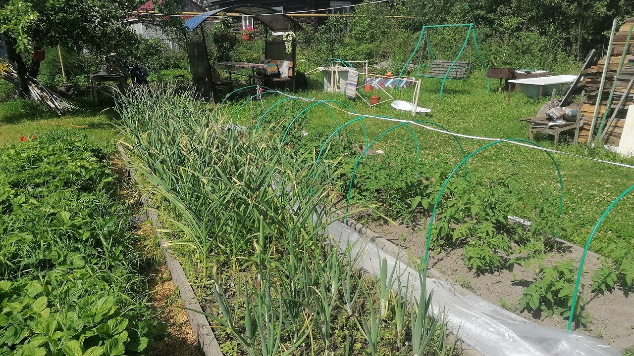 Главная картинка новости: Сосед-огородник тачками возит землю из-под этих деревьев: урожайность взлетает в разы — вредители и болезни обходят участок стороной