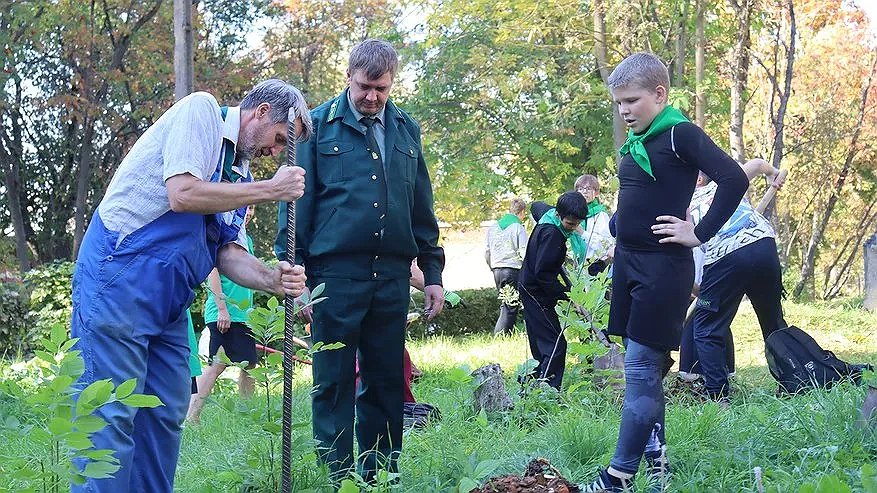 В рамках региональной акции «Сохраним лес» высадят 3 500 сеянцев сосны