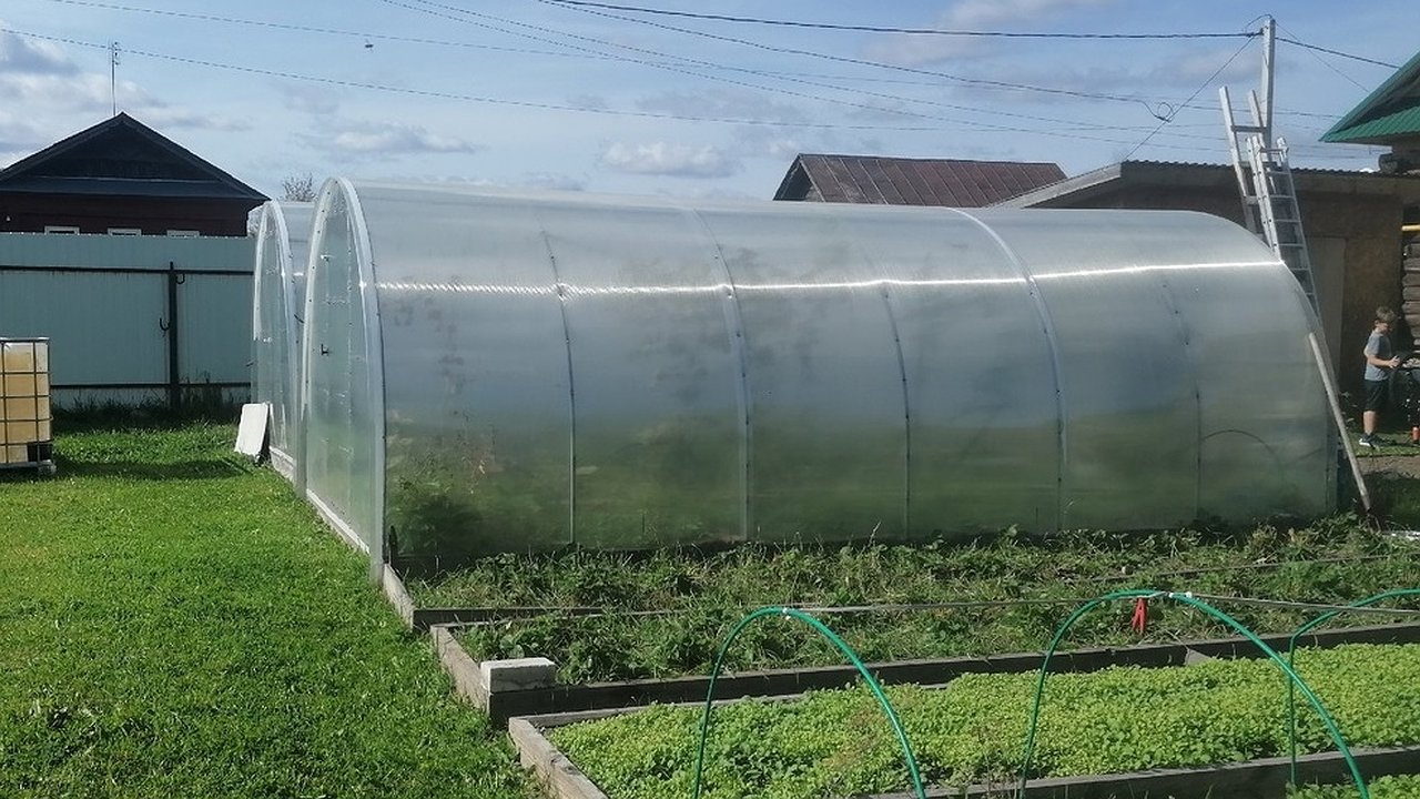 Главная картинка новости: Фитофторы и вредителей будет меньше: назван идеальный сидерат для теплицы осенью