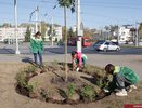 Молодежный сквер во Владимире подвергнут фитопластике