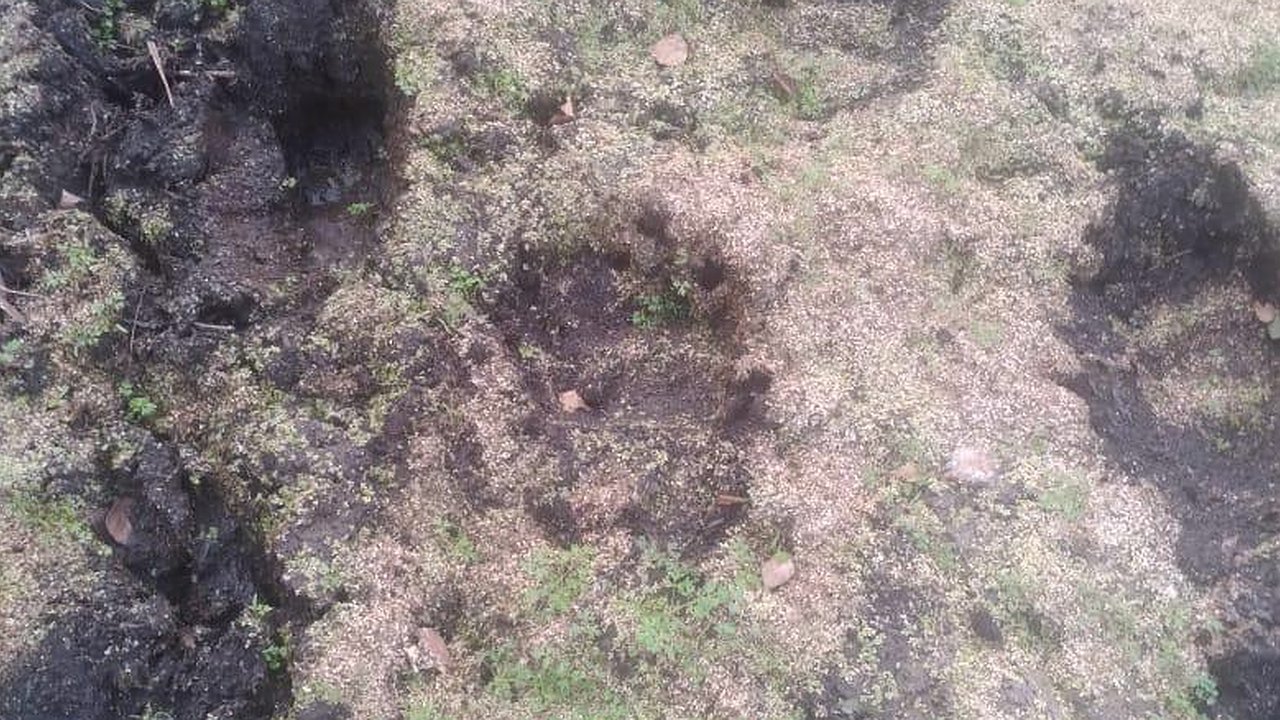 Главная картинка новости: На севере Вязниковского района заметили присутствие бурых медведей