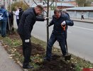 Во Владимире началась высадка новых деревьев в замещение уничтоженным вредителями