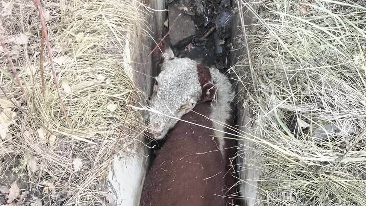 Главная картинка новости: В Петушинском районе спасли бычка, оказавшегося зажатым в глубокой и узкой канализации