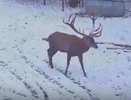 В лесу под Киржачом на фотоловушку запечатлели благородного оленя