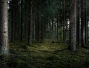 Во Владимирской области нелегально вырубили более 1,6 тысяч кубометров леса