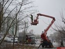 Во Владимире идет осенняя омолаживающая и формирующая обрезка деревьев