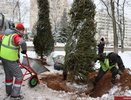 На площади Победы во Владимире высадили новые ели