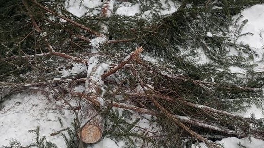 Главная картинка новости: В Коврове возбудили уголовное дело о незаконной вырубке хвойных деревьев