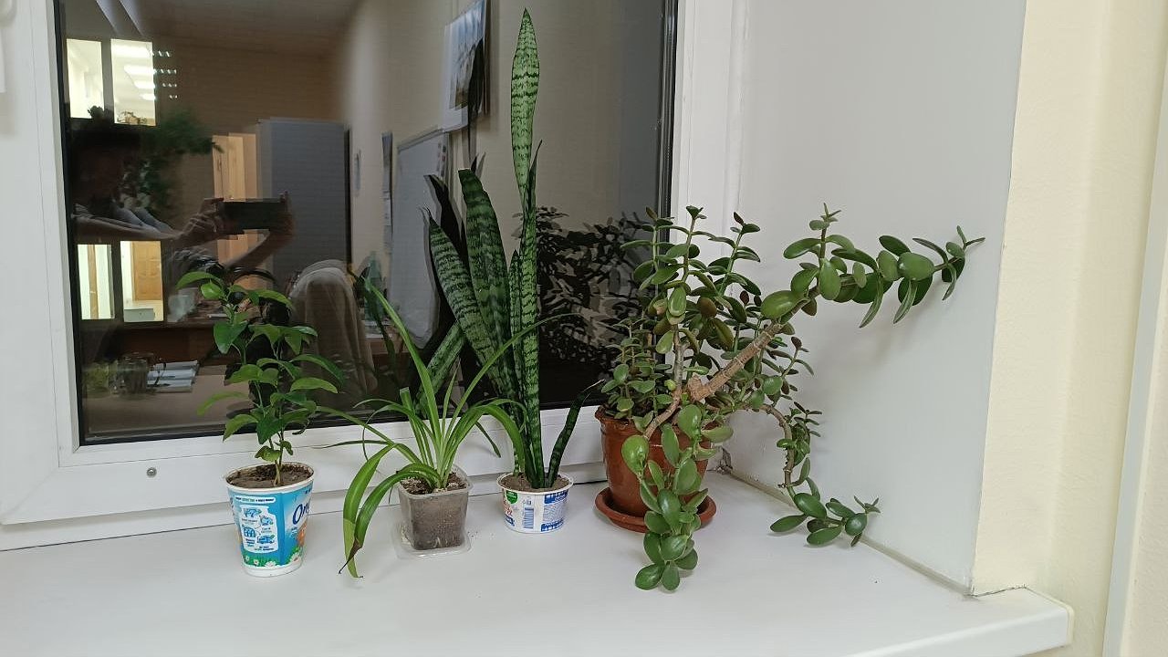 Главная картинка новости: Добавьте всего 1 ложку в литре воды — и толстянка начнет цвести: лучшая зимняя подкормка «денежного дерева», эффект виден почти сразу