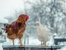 Подсыпаем в зерно — и куры несутся даже в лютый холод: простая подкормка для зимней яйценоскости несушек