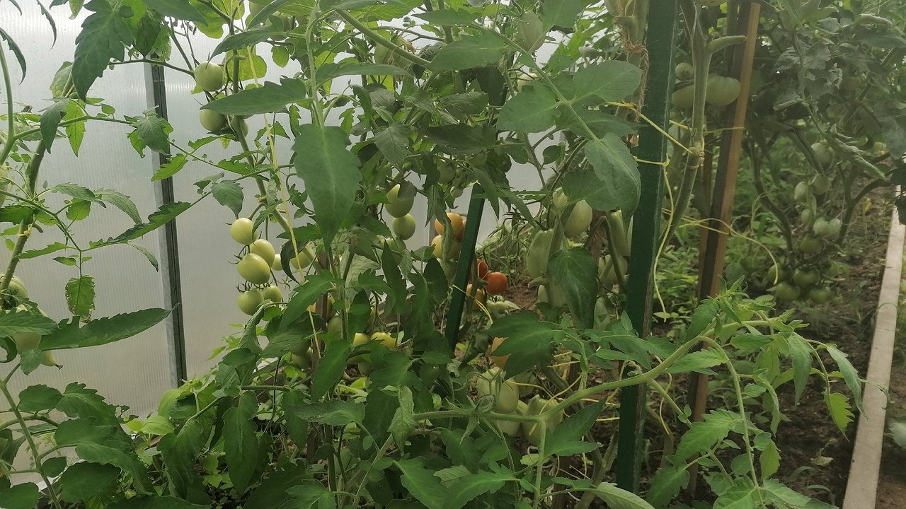 Главная картинка новости: Помидоры словно сахар: назван лучший сорт томатов — дачники уже скупают семена ради потрясающего урожая