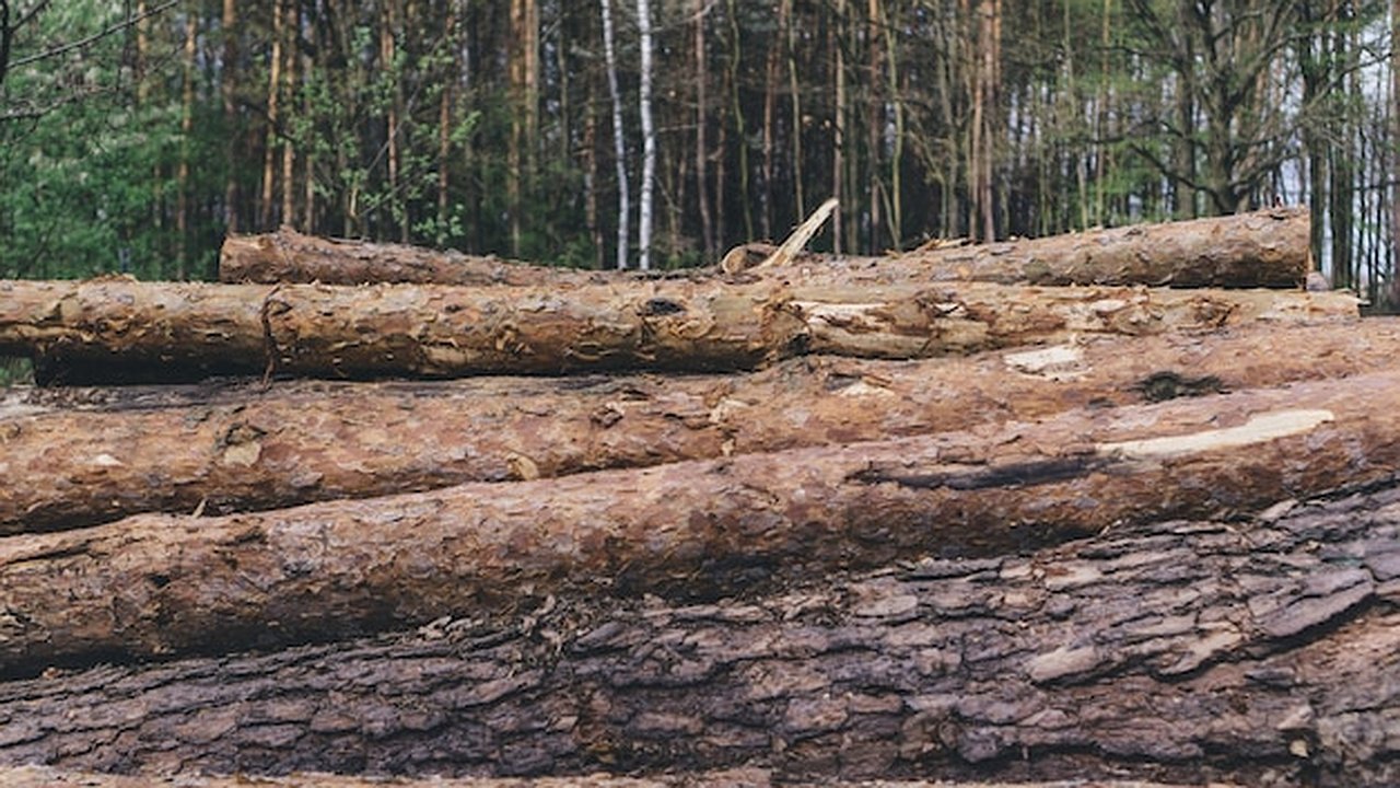 Главная картинка новости: В Гороховецком районе машины для перевозки древесины не оснастили средствами контроля