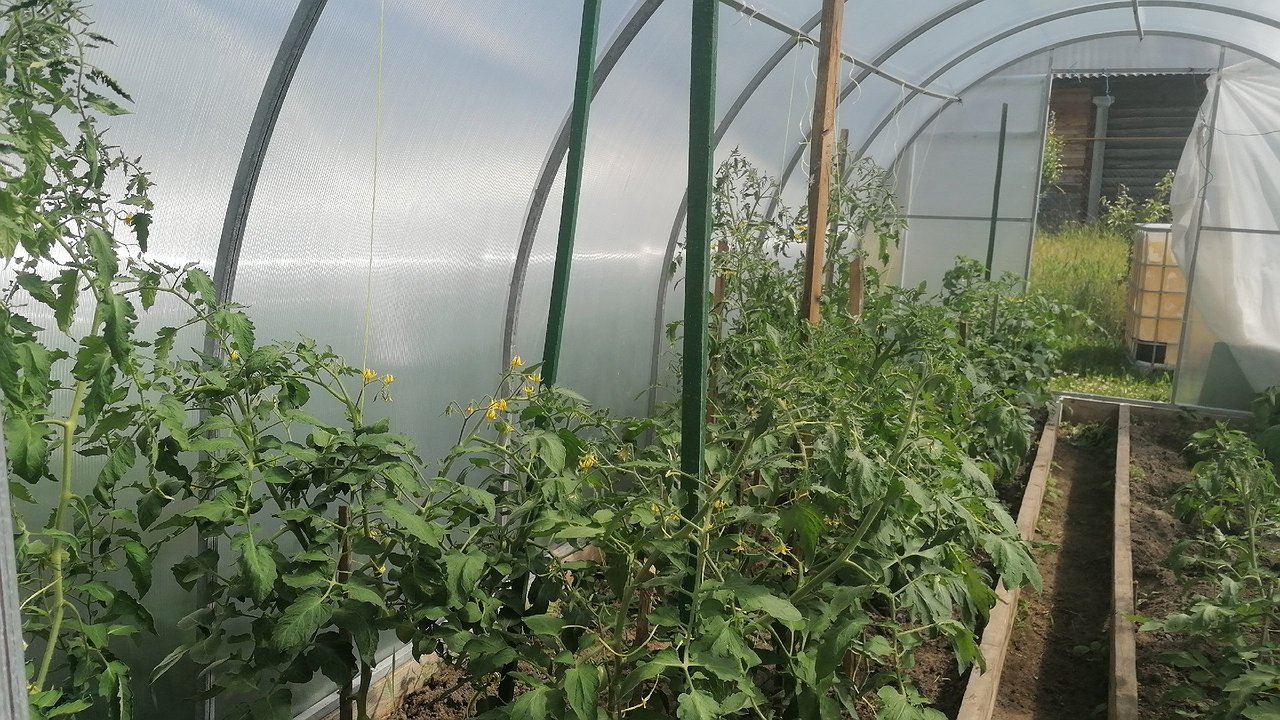 Главная картинка новости: Первые огурцы через 40 дней: этот сорт огурцов подарит мощный урожай даже на глине - опытные дачники сметают семена с полок магазинов