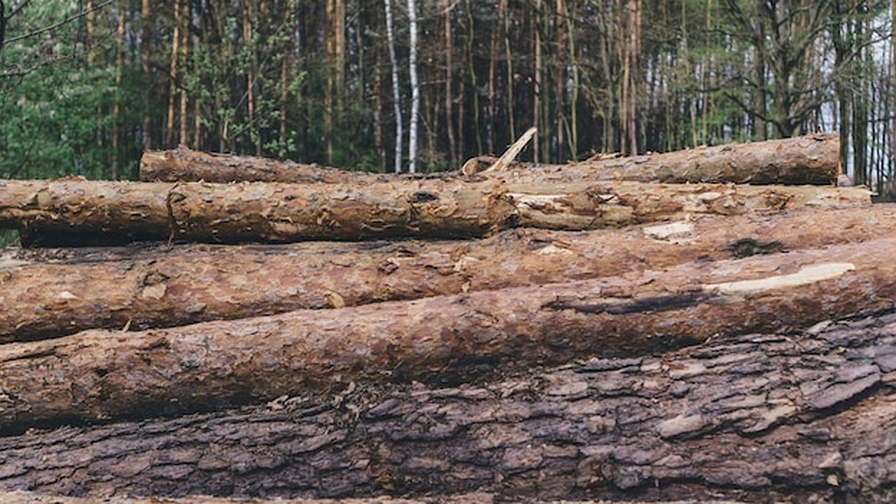 Главная картинка новости: В Александровском районе пресекли нарушения лесного законодательства