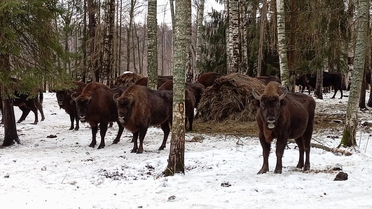 Главная картинка новости: Свою работу возобновляет маршрут «Тропою могучего зубра» во Владимирской области