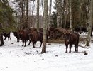 Свою работу возобновляет маршрут «Тропою могучего зубра» во Владимирской области