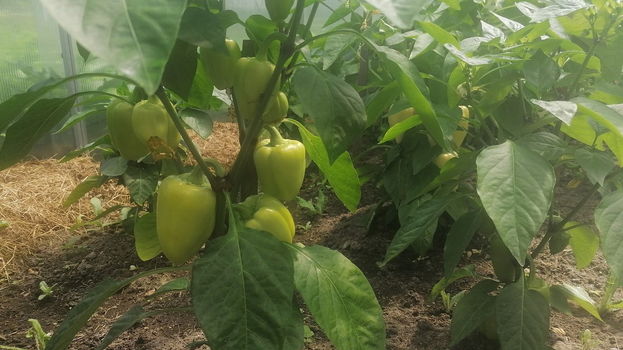 Главная картинка новости: Ложка на 1 литр — и рассада перцев станет крепкой, как молодые дубки: угостите ее этой подкормкой