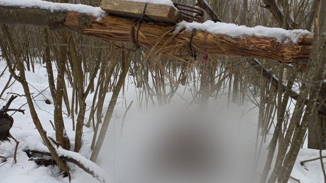 Главная картинка новости: В охотничьих угодьях Вязниковского района обнаружили капканы, запрещенные к использованию