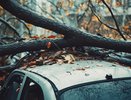 В Киржачском районе из-за халатности чиновников женщина травмирована упавшим деревом