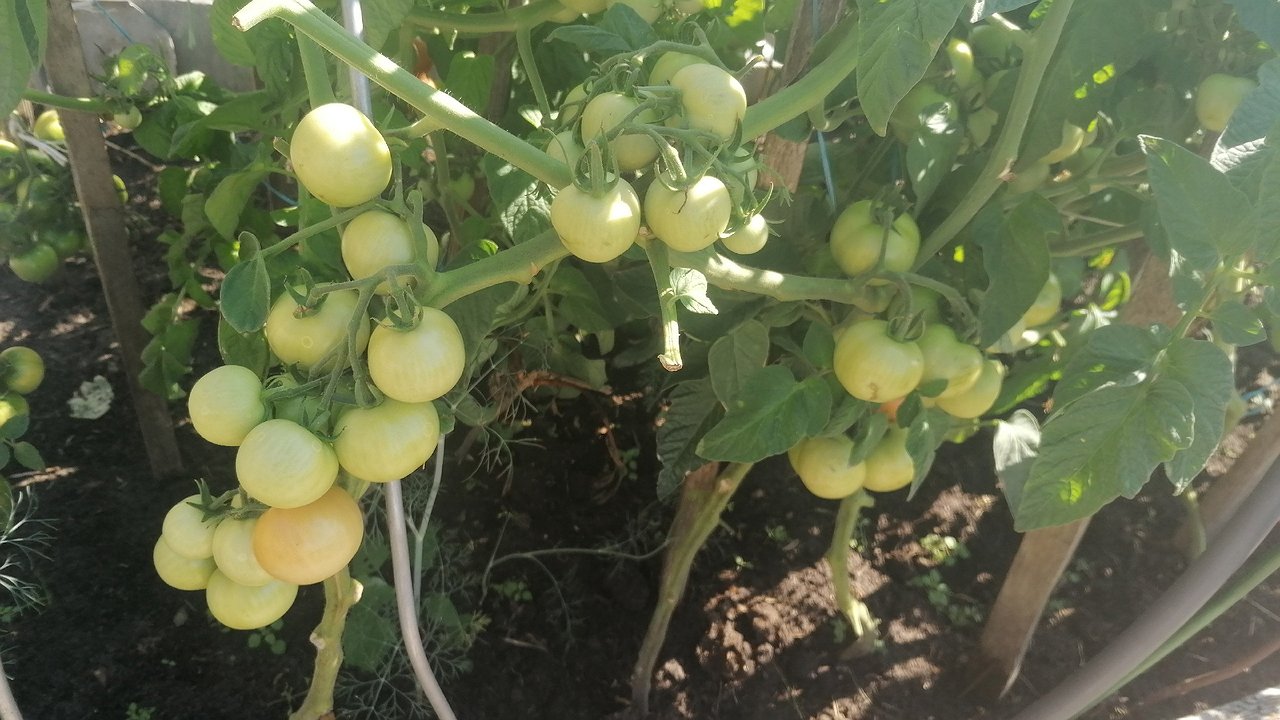 Главная картинка новости: Не сорт, а фабрика томатов: низкие крепкие кусты «штампуют» мясистые плоды всё лето — и никакого пасынкования