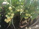Не сорт, а фабрика томатов: низкие крепкие кусты «штампуют» мясистые плоды всё лето — и никакого пасынкования
