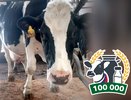 Рогатая Кудесница из Владимирской области дала рекордные 110 тонн молока
