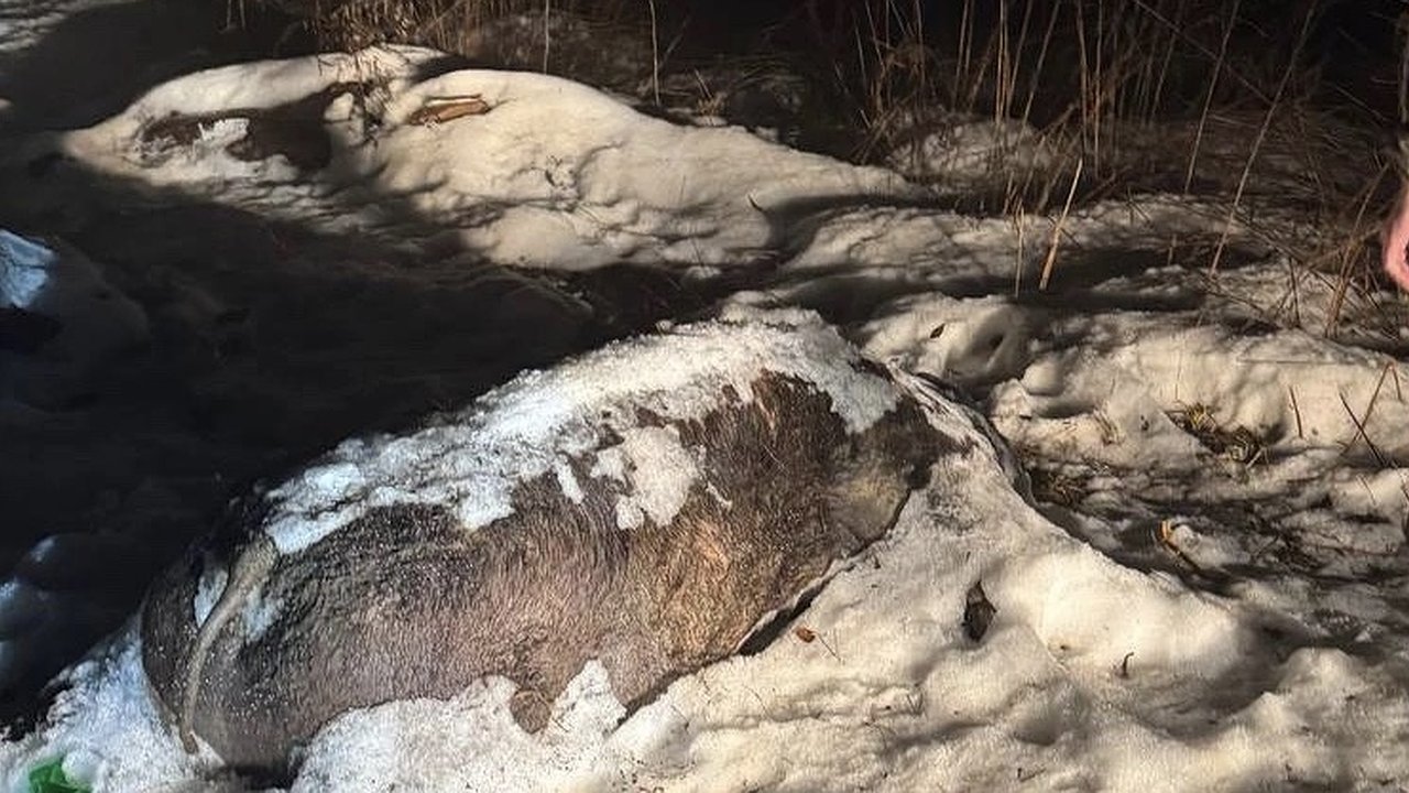 Главная картинка новости: Во Владимирской области на окраине леса обнаружили трупы животных