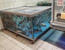 Эксперты назвали самую полезную для человека рыбу — ешьте два раза в неделю: богата селеном, фосфором и хороша на вкус