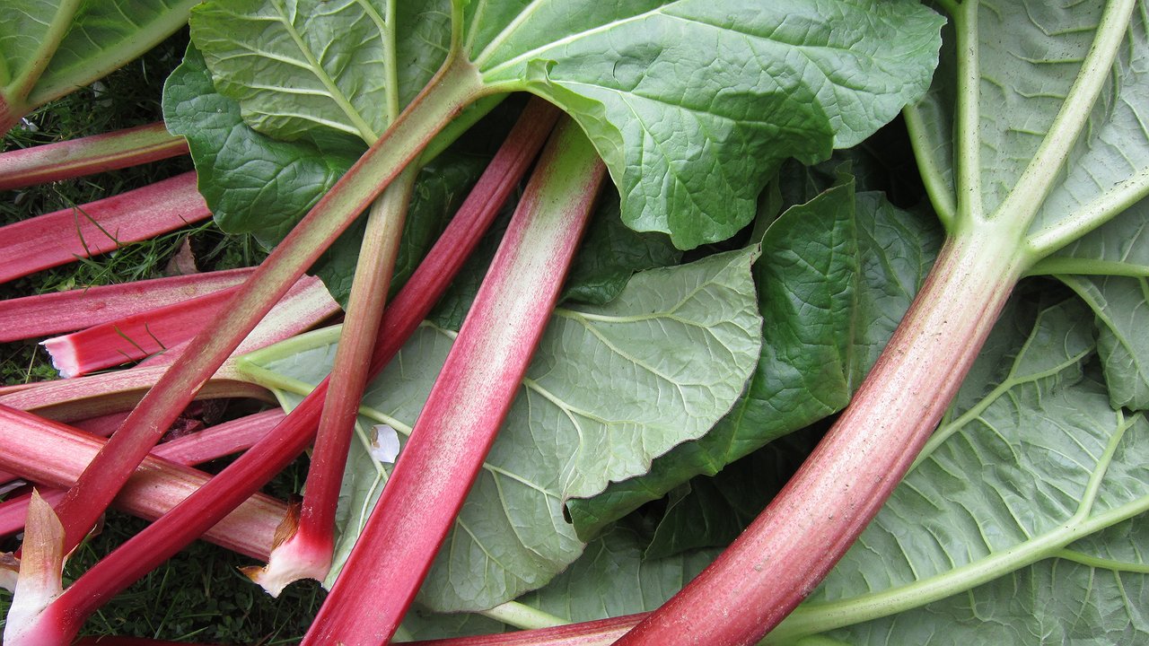 Главная картинка новости: Овощ, который убьёт ваши почки: в Европе его давно перестали есть, а в России все обожают