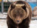 Медведь-беспризорник из Александровского СНТ удачно перезимовал в новом доме