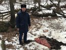 В Камешковском районе браконьеры убили лося