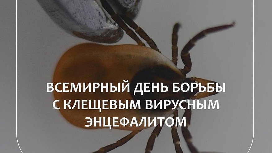 Главная картинка новости: Вакцинация, правильная одежда и бдительность: что владимирцам необходимо знать о рисках, связанных с клещевым укусом