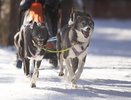 Владимирские спортсмены взяли семь медалей на чемпионате России по ездовому спорту