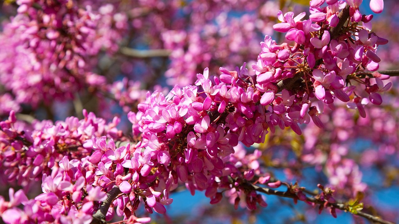 Главная картинка новости: Воткнул черенок и ушел, к лету вырастет дерево: этот японский кустарник украсит участок лучше сирени, цветет до осени