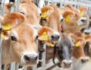 Во Владимирской области производство молока выросло на 5,5%