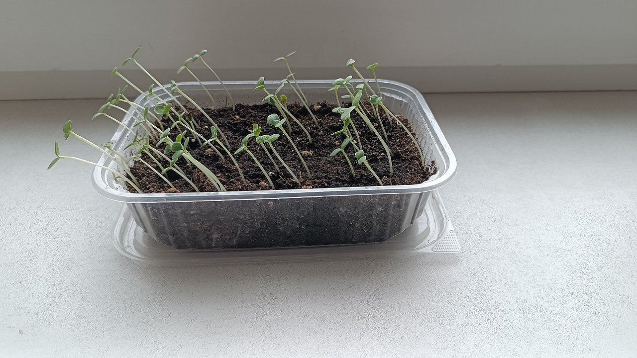 Главная картинка новости: Семена перца прорастут через 3 дня: использую простой лайфхак для крепкой рассады — не нужно ждать неделями
