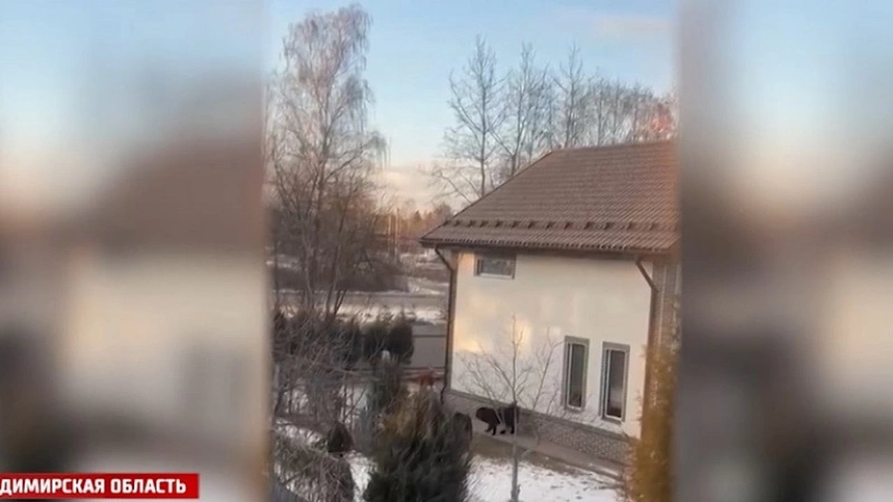 Главная картинка новости: Следственный комитет занялся случаями нападения собак в Киржаче