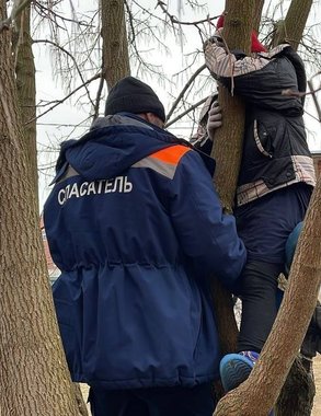 В Коврове спасатели вызволили застрявшего на дереве ребёнка