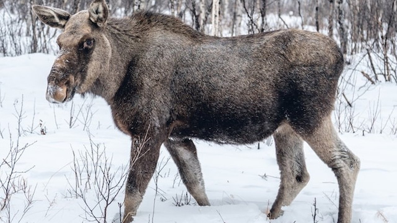 Главная картинка новости: В Кольчугине суд рассмотрит дело о убийстве лося браконьером