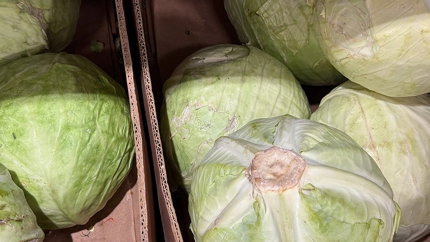 Главная картинка новости: Как приготовить квашеную капусту такой же вкусной, как в детстве: три простых правила – теперь делаю только так