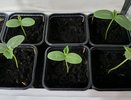 Всего 2 капли под корень – и вытянутая рассада наберёт силу: перцы и томаты стартуют как чемпионы